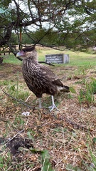 Caracara plancus