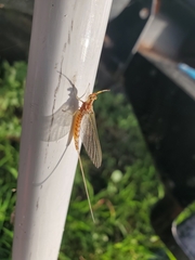 Ephemerella