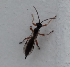 Itoplectis conquisitor