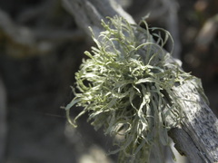 Ramalina farinacea
