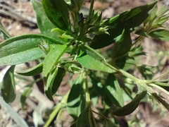 Trichostema brachiatum