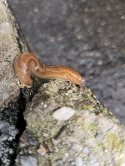 Arion subfuscus
