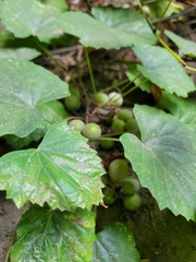 Vitis rotundifolia