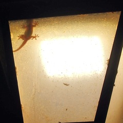 Tarentola mauritanica