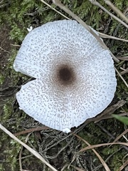Lepiota cristata