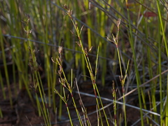 Schoenus brevifolius
