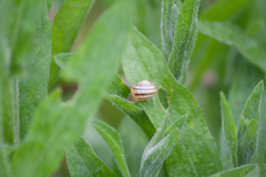 Cepaea