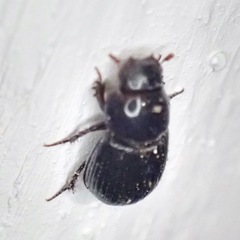 Aphodiinae