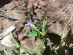Trichostema brachiatum