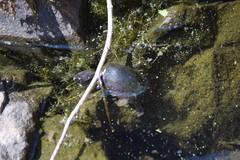 Sternotherus odoratus