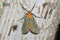 Tyspanodes exathesalis