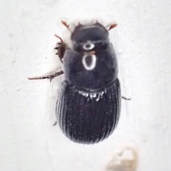 Aphodiinae