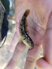 Neogobius melanostomus