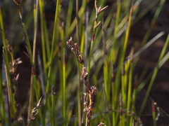 Schoenus brevifolius