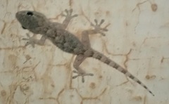 Tarentola mauritanica