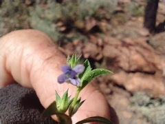 Trichostema brachiatum