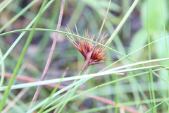 Rhynchospora macrostachya