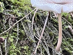 Lepiota cristata