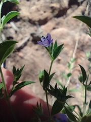 Trichostema brachiatum