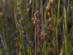 Schoenus brevifolius