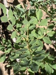 Rosa woodsii