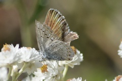 Plebejus idas
