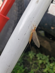 Ephemerella