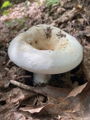 Lactifluus deceptivus