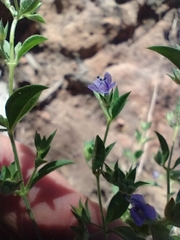 Trichostema brachiatum