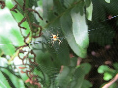 Mangora