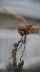 Celithemis eponina