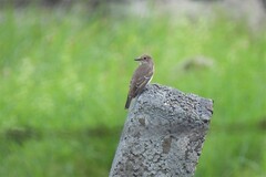 Muscicapa striata striata