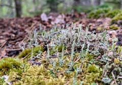 Cladonia squamosa