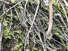 Lepiota cristata
