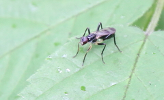 Cordilura