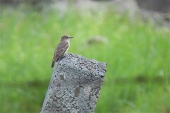 Muscicapa striata striata
