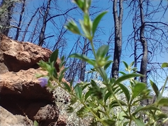 Trichostema brachiatum
