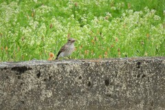 Muscicapa striata striata