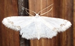 Scopula ornata