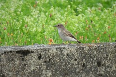 Muscicapa striata striata