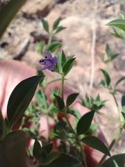 Trichostema brachiatum