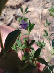 Trichostema brachiatum