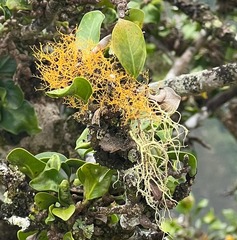 Teloschistes flavicans