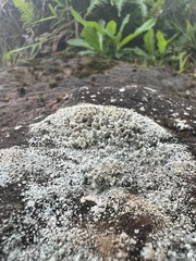 Fungi