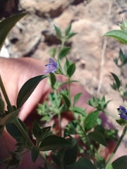 Trichostema brachiatum