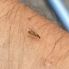 Brachymyrmex depilis