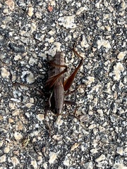 Tettigoniinae
