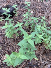 Monarda fistulosa