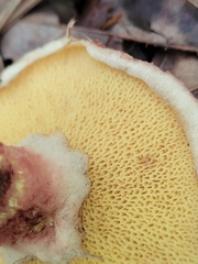 Suillus spraguei