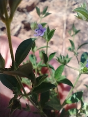 Trichostema brachiatum